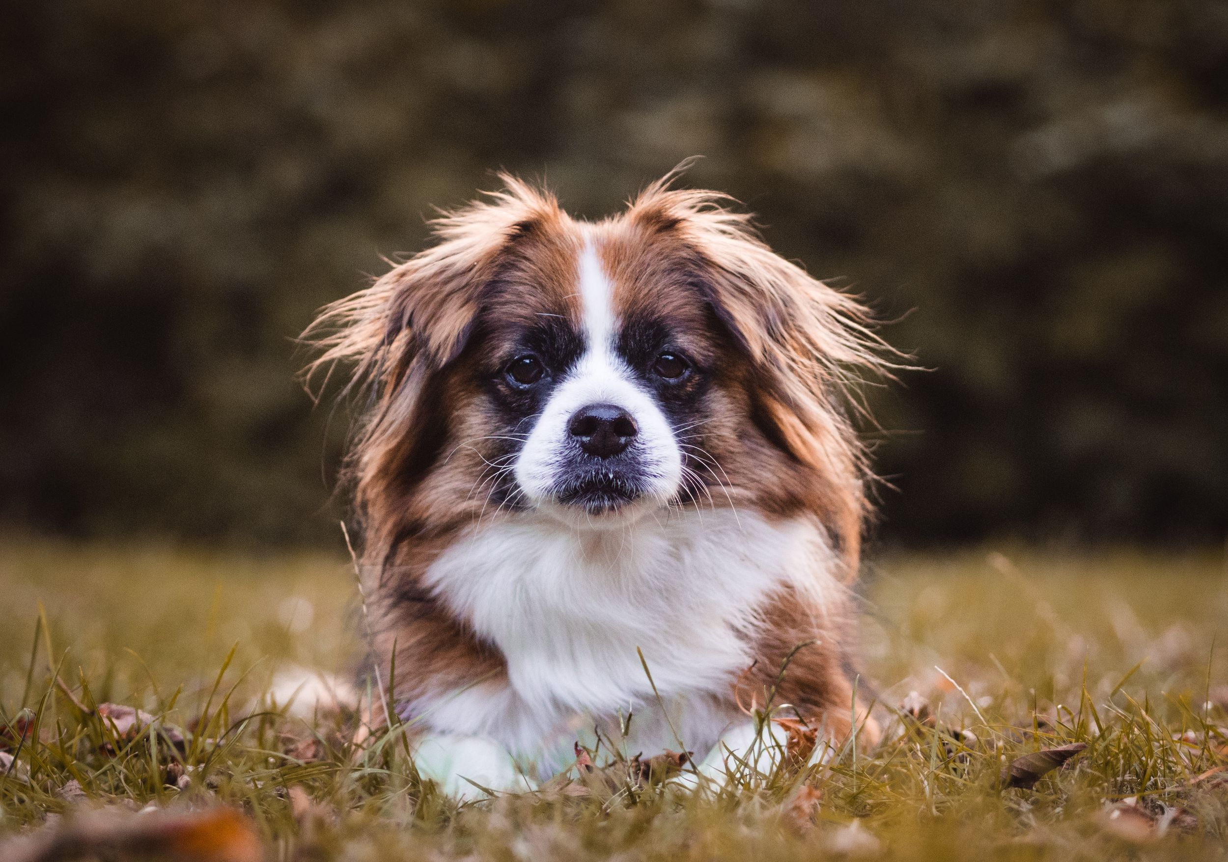 Hund liegt auf der Wiese