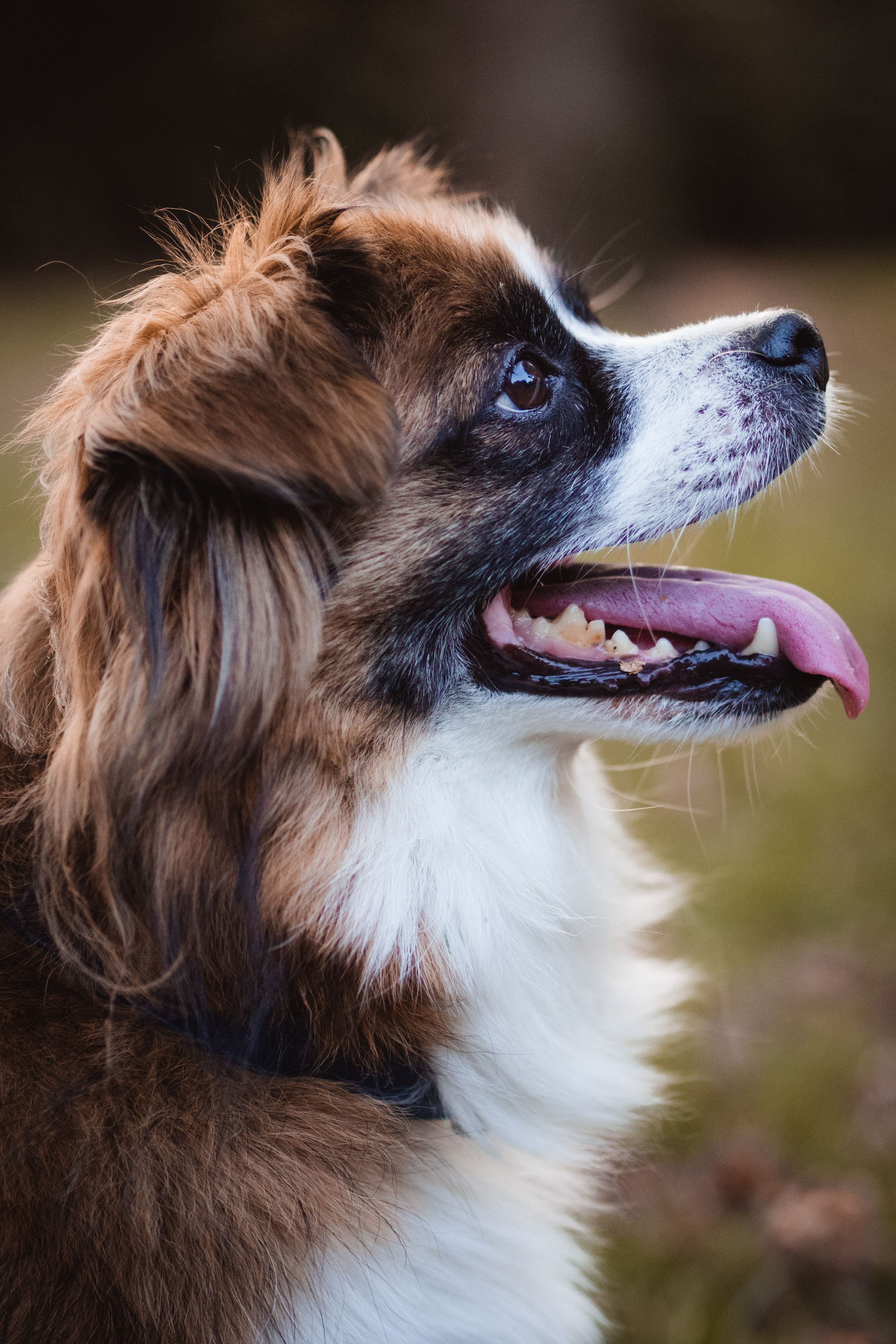Hund streckt Zunge raus - seitliches Portrait