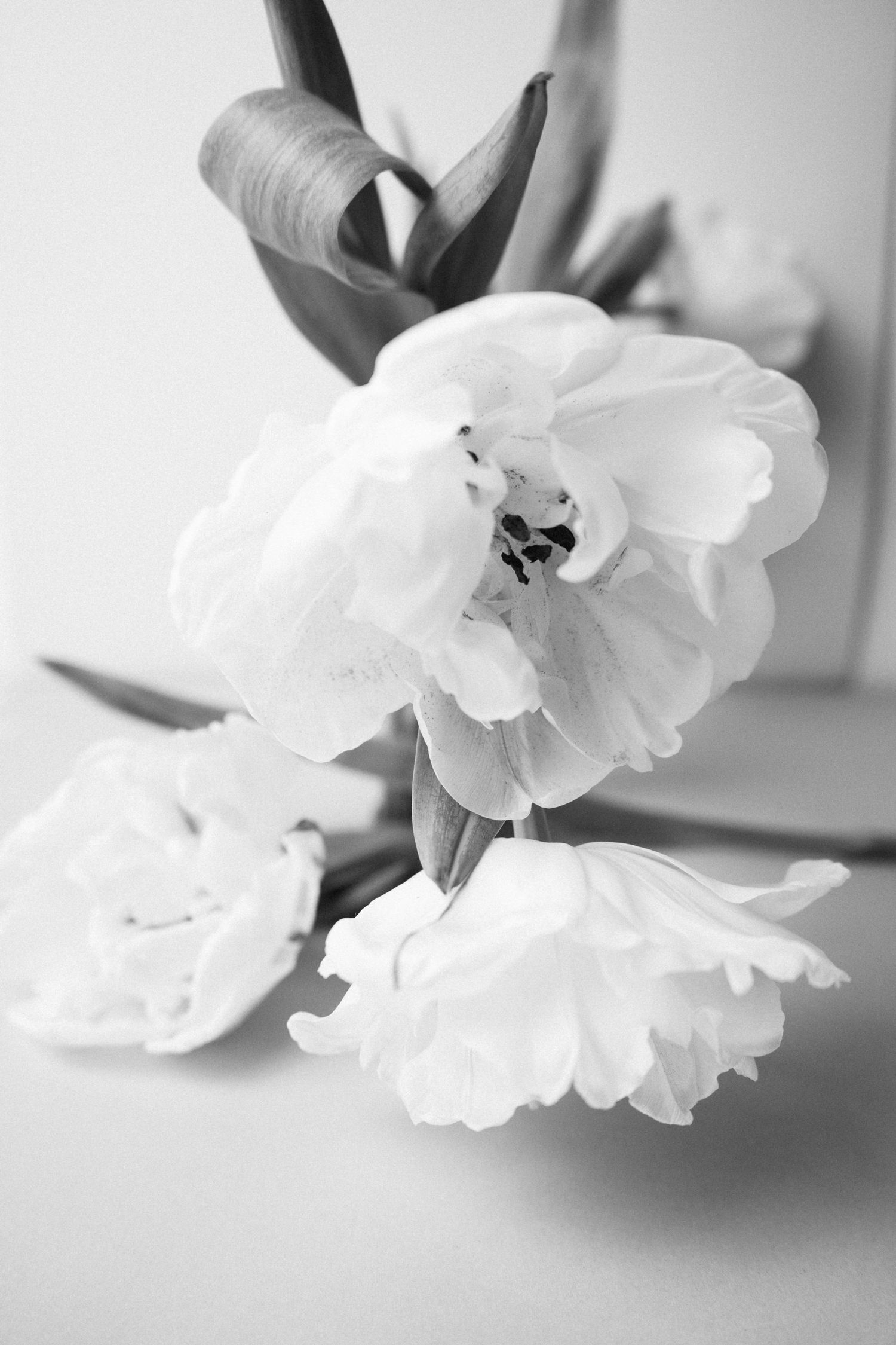 free stock photo from online but so pretty loved it and using it