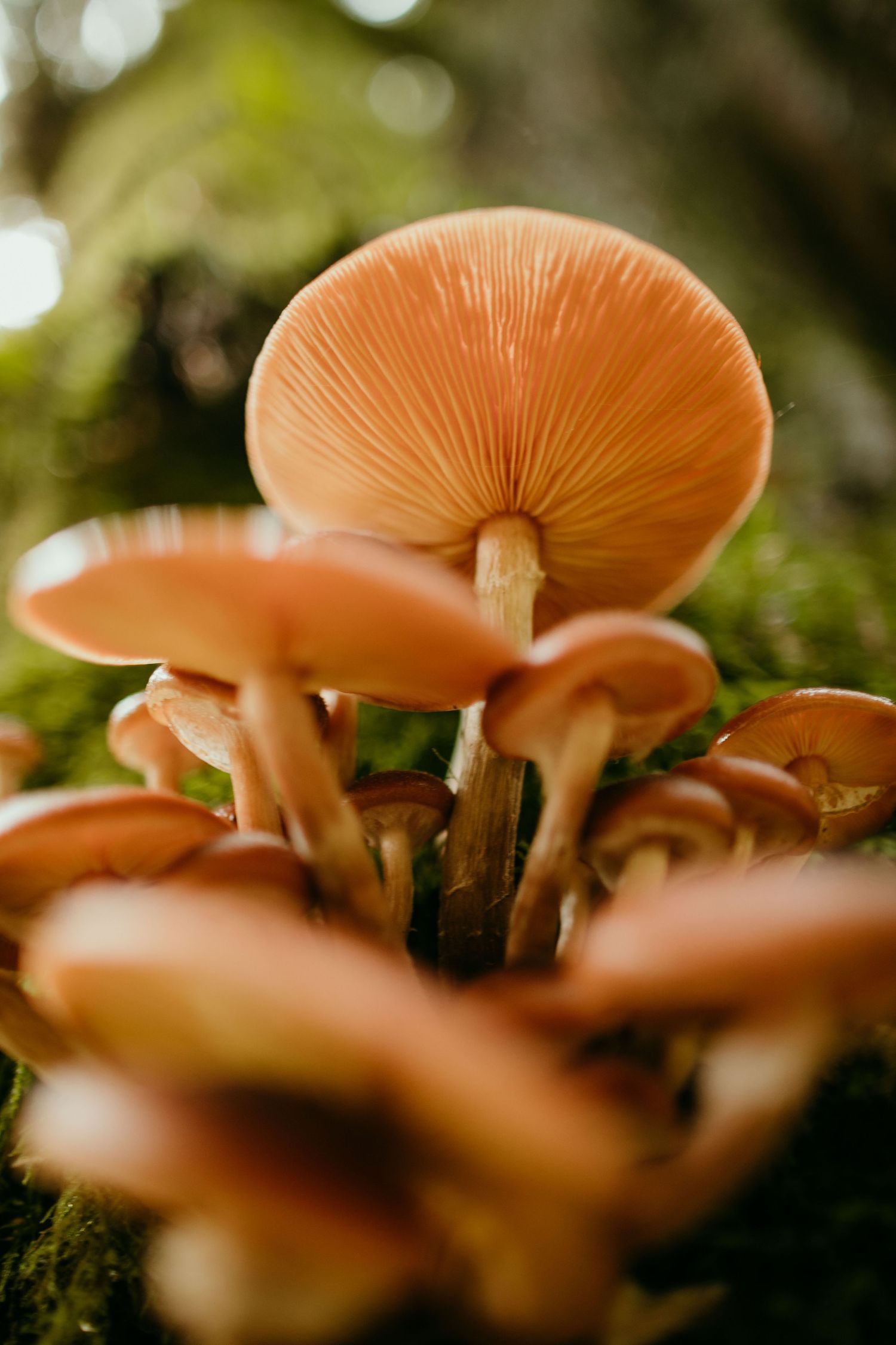 mushrooms growing off tree in tillamook forest portland oregon pacific northwest nature photography