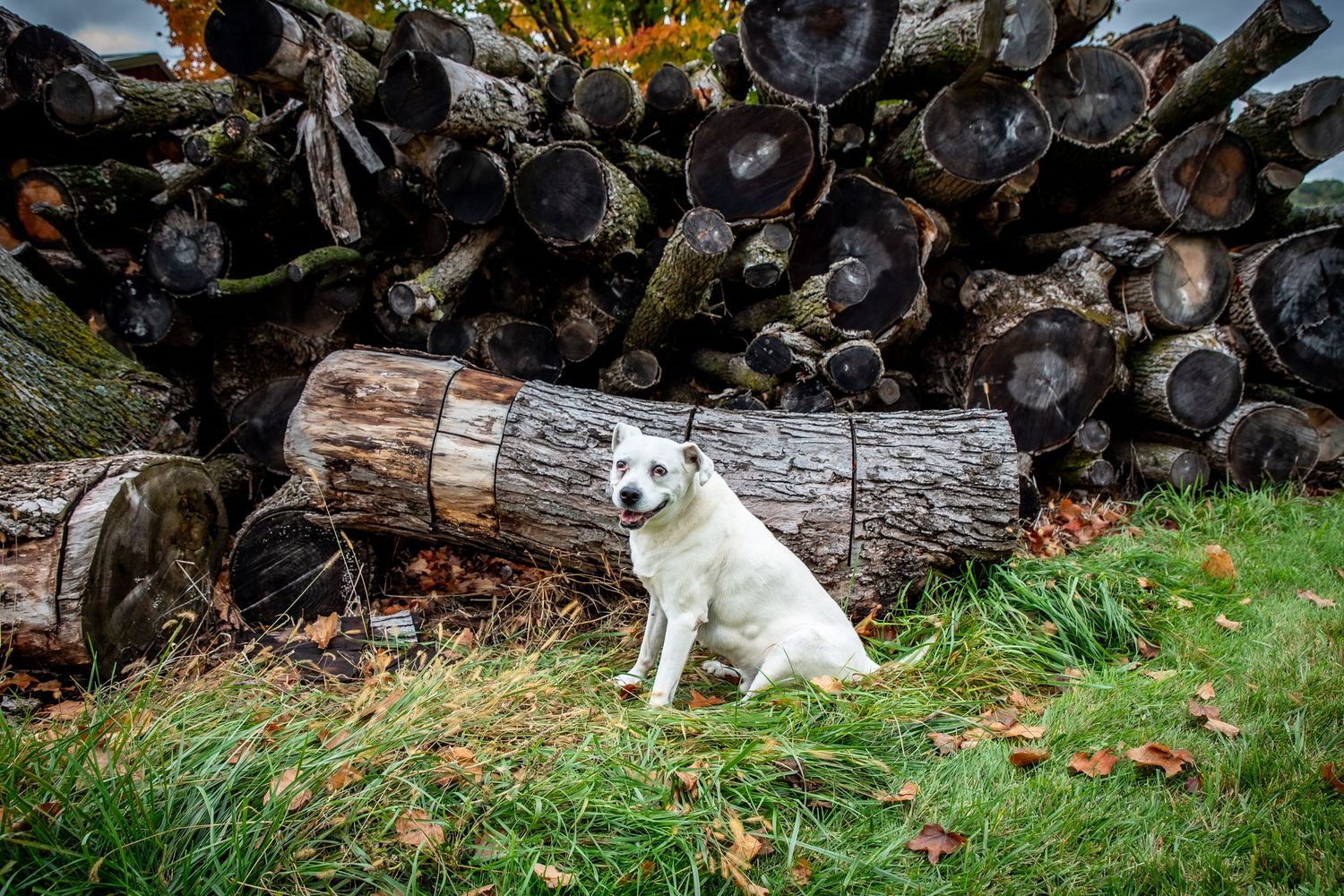 A white dog poses in front of a woodpile with fall foliage visible in the background.