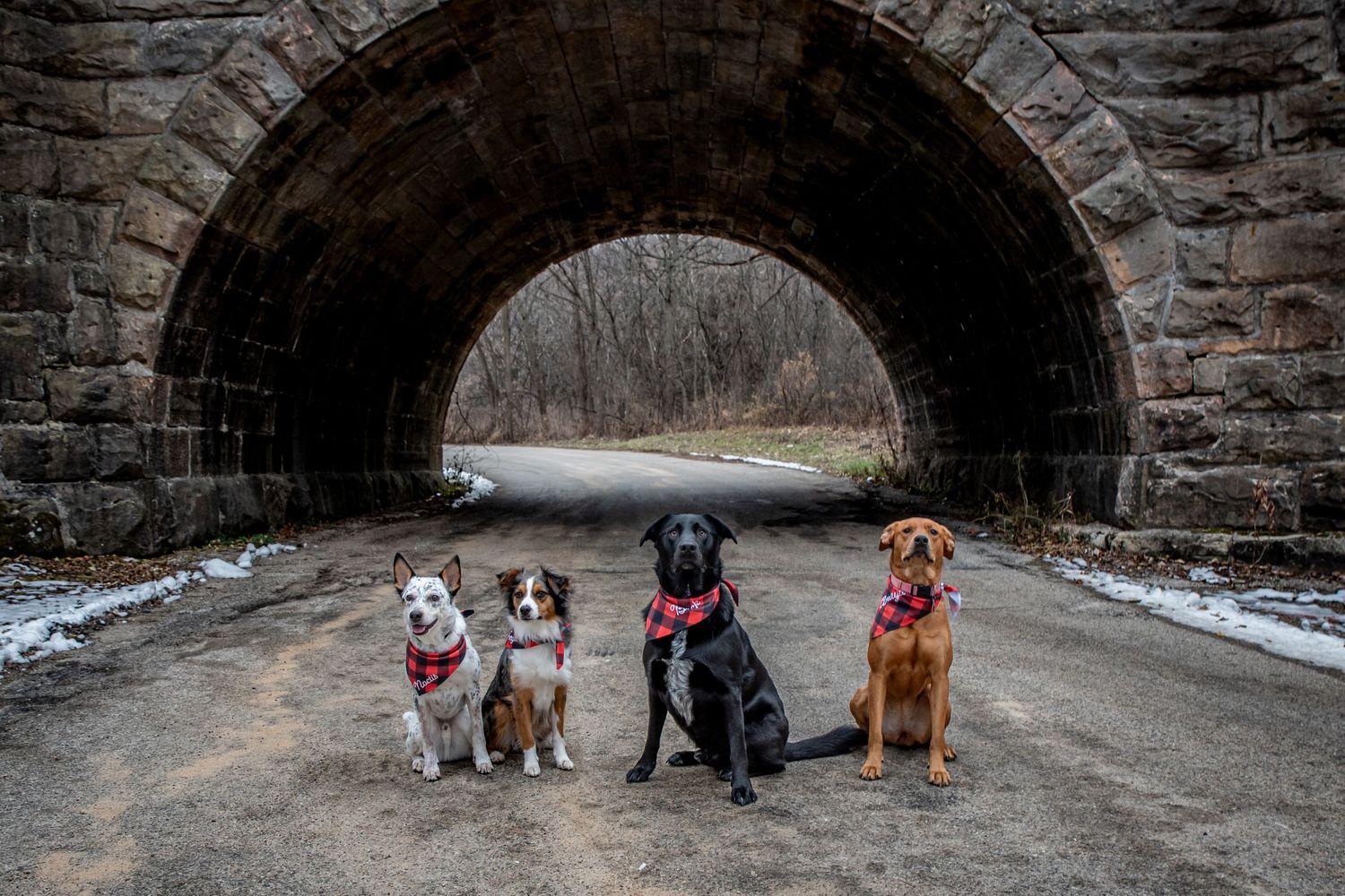 Four dogs of different breeds sitting in line under a stone bridge tunnel on a winter day.