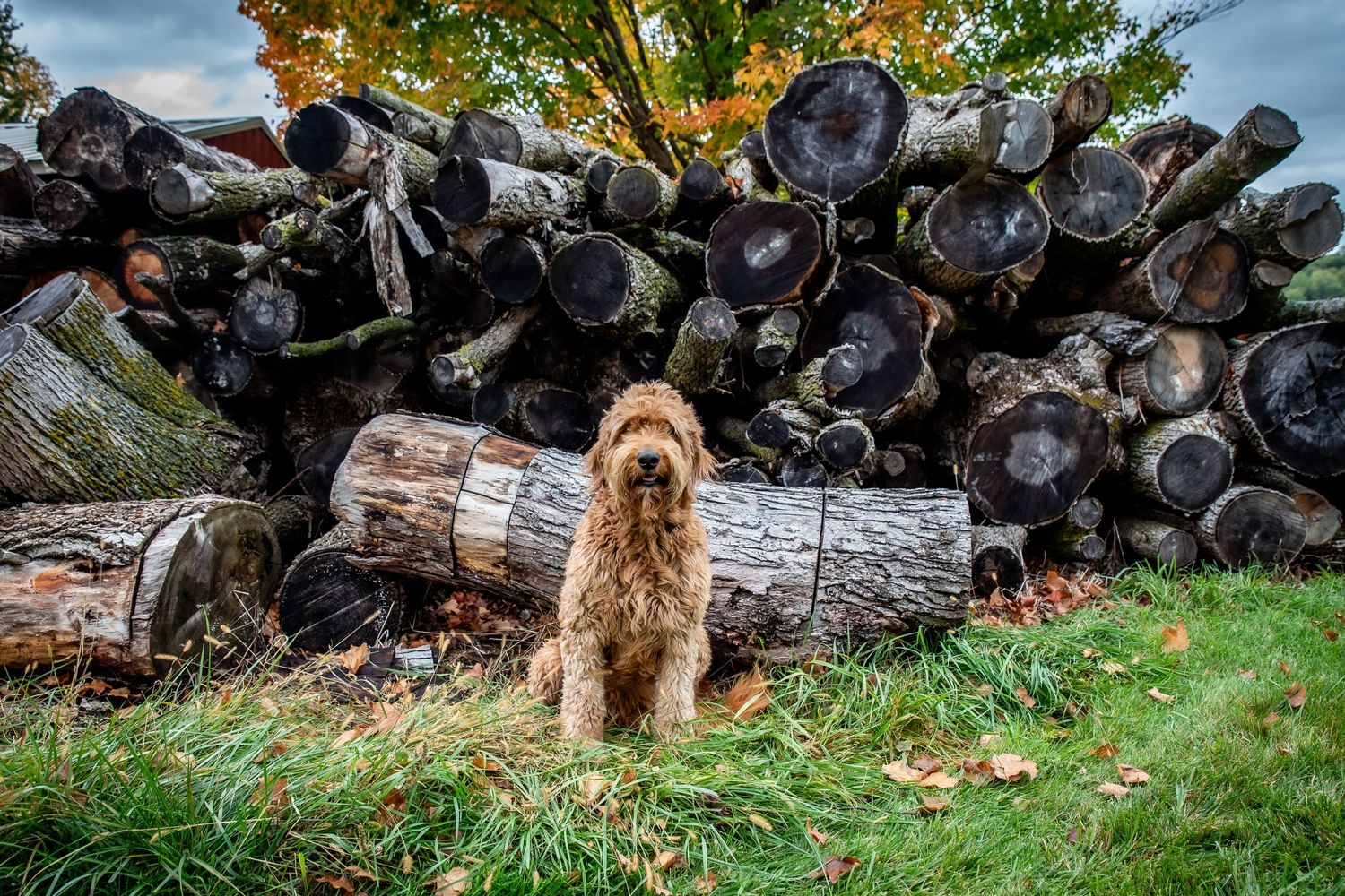 Golden doodle dog stands in front of stacked logs during autumn.