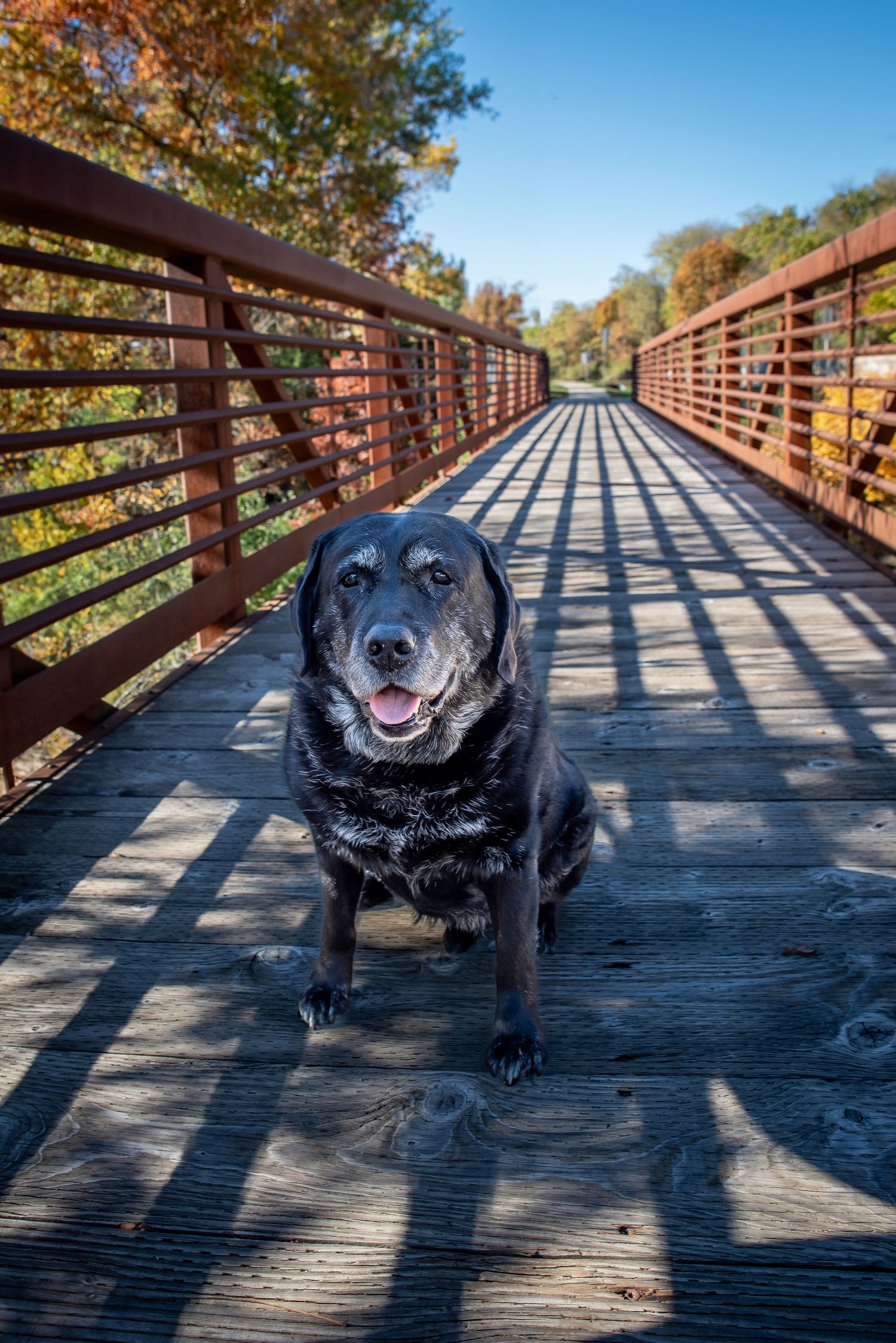 Happy black Labrador dog sitting on a wooden bridge walkway on a sunny autumn day.