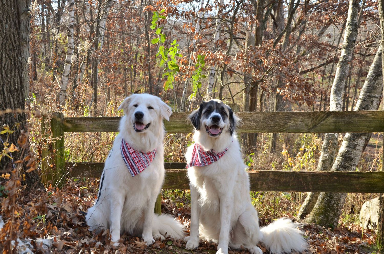 Two white dogs wearing pink bandanas sit together in front of a wooden fence during autumn.