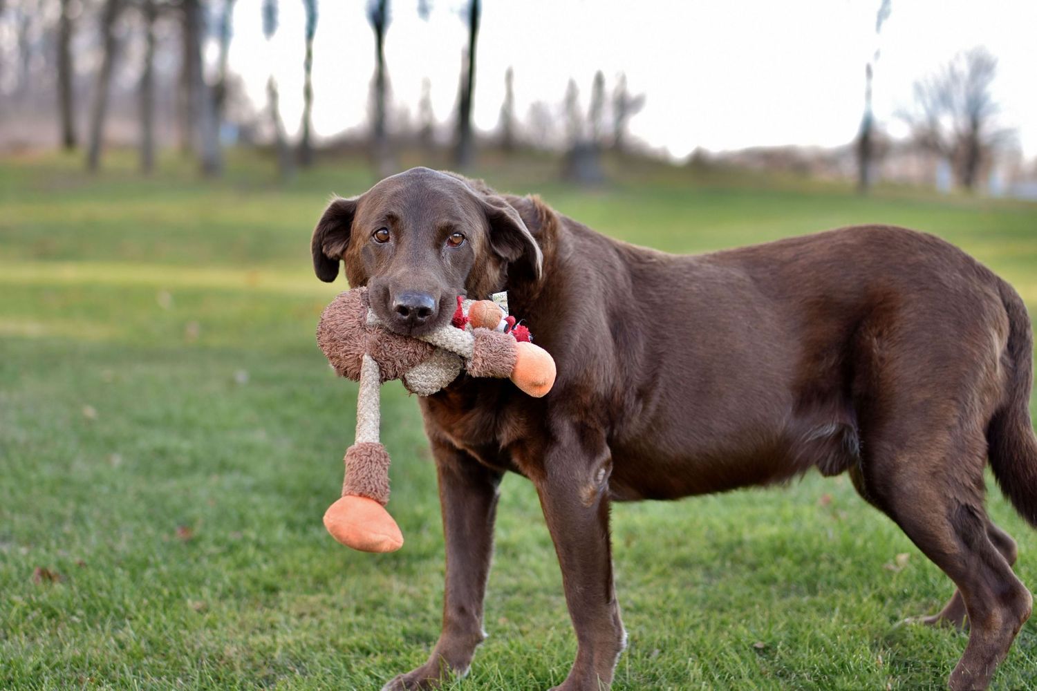 A chocolate lab holding a large bone toy while standing on grass.