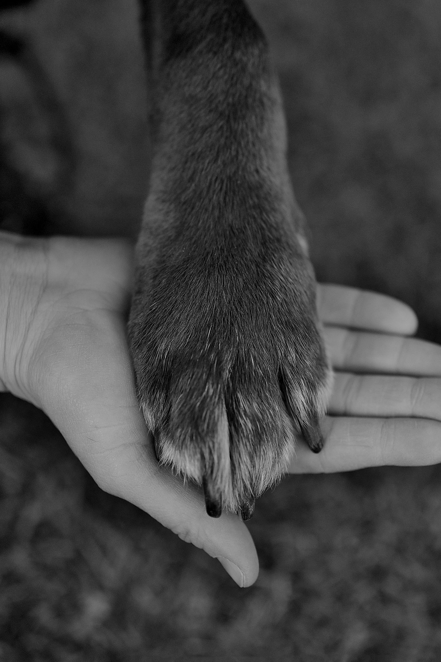 A close-up black and white photo of a dog's paw resting on a human hand.