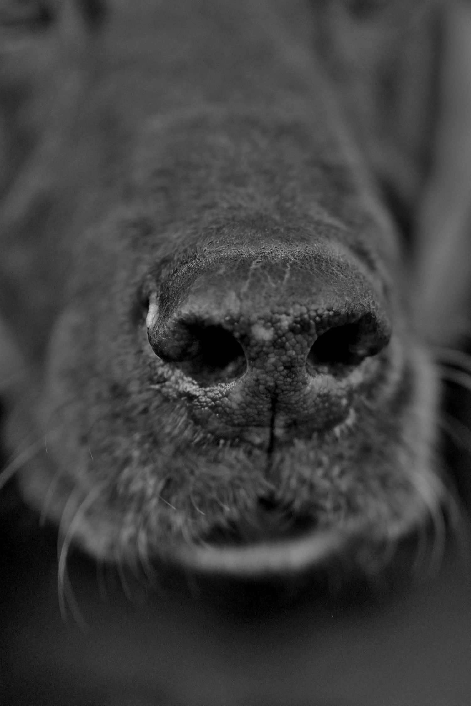 A macro black and white photograph of a dog's wet nose and whiskers.