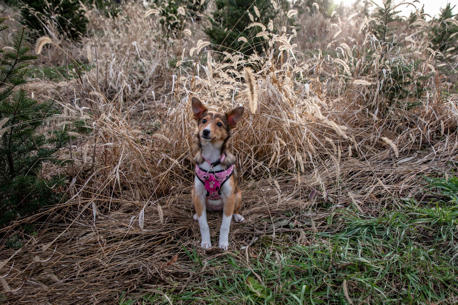 A small dog with pointed ears stands against dried brush wearing a pink harness.