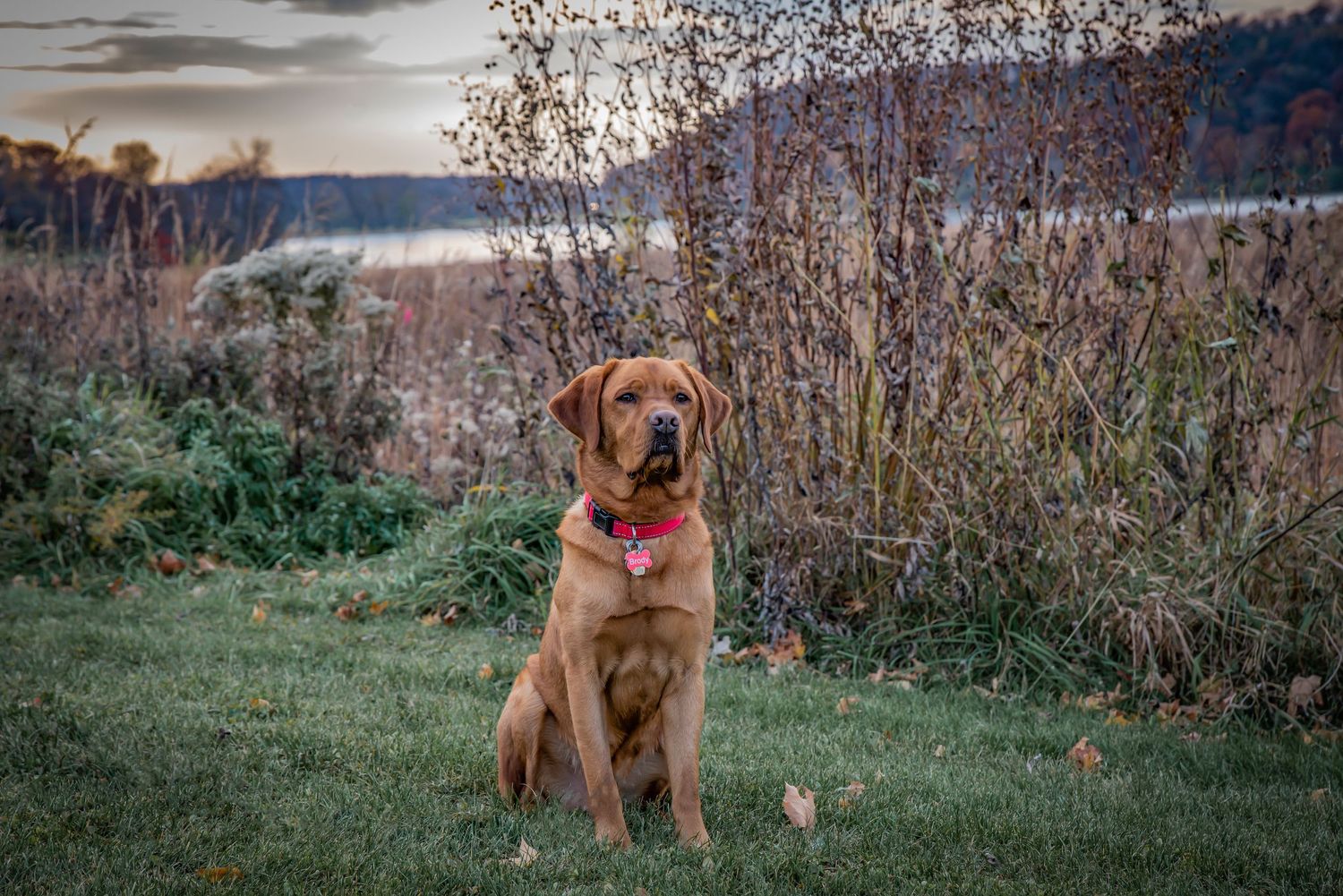 A golden-brown dog sits in a grassy field at dusk with trees in the background.
