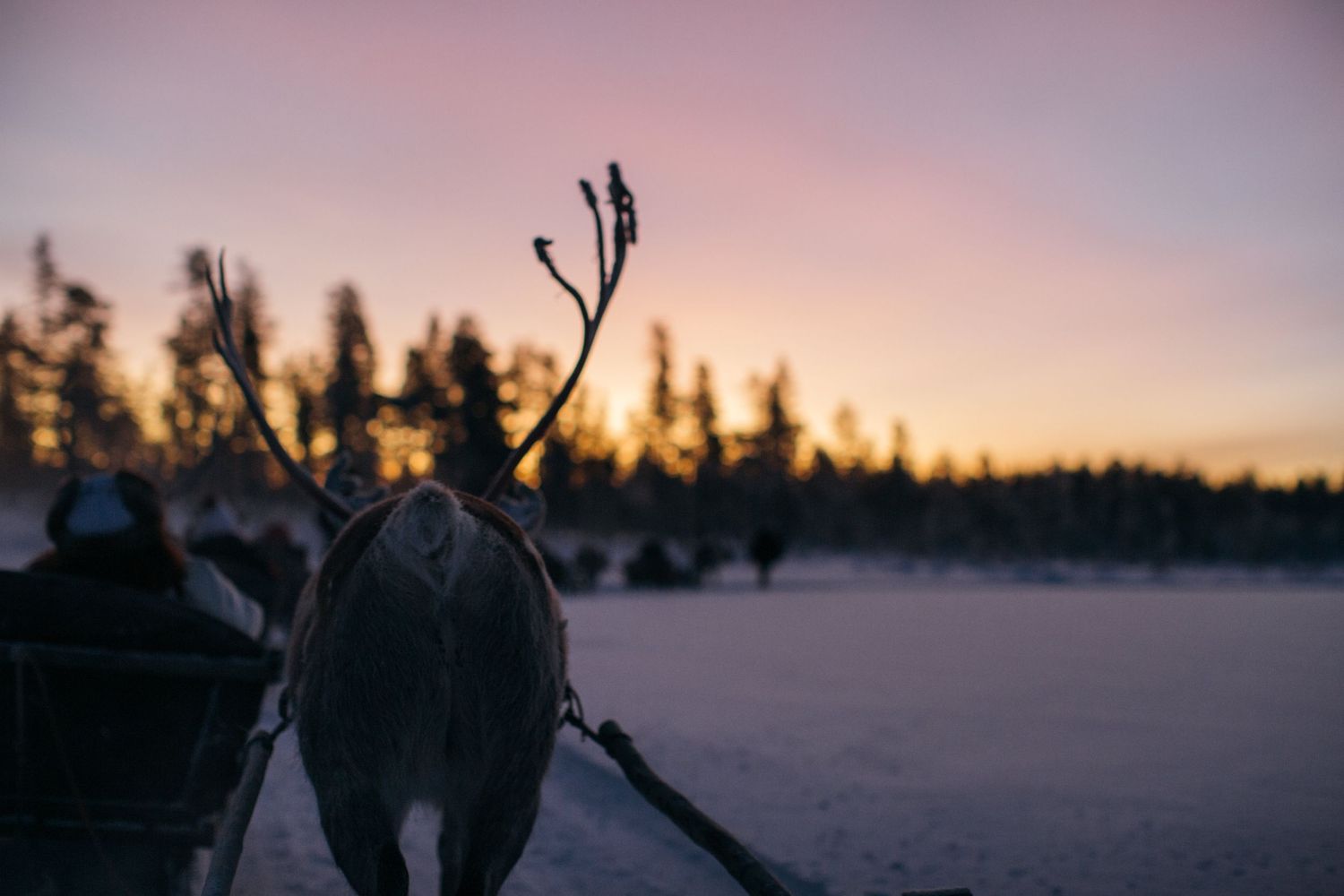 Hayley Elizabeth Photography Lapland Finland European destination photographer reindeer