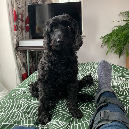 A black curly-haired dog sitting on a green patterned cushion next to someone's leg.