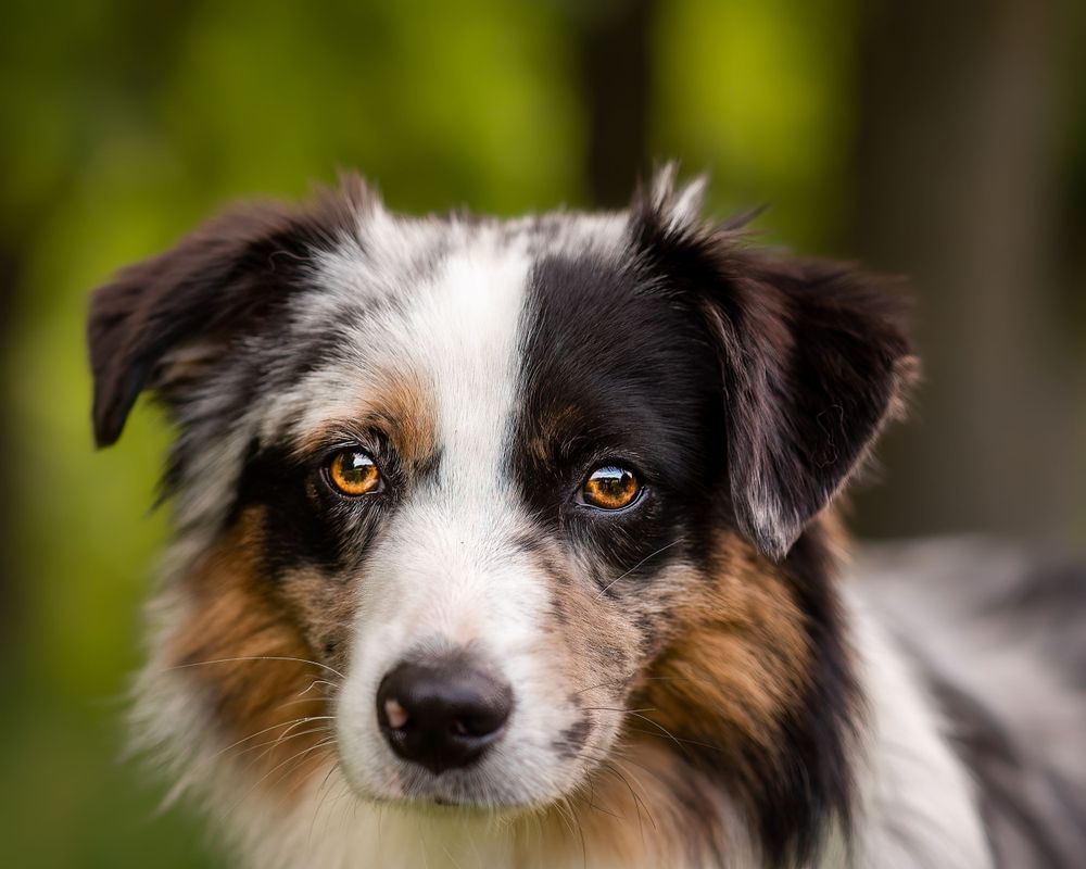 dog portrait