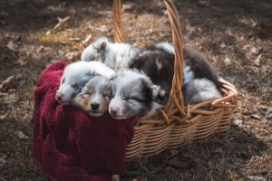basket of puppies