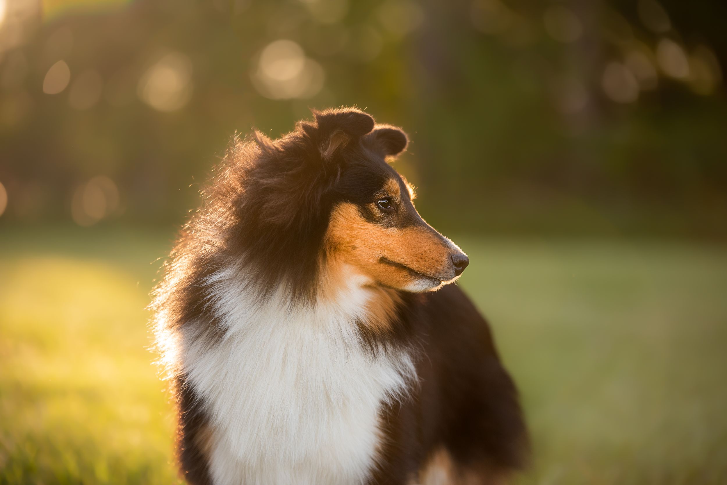 sheltie headshot
