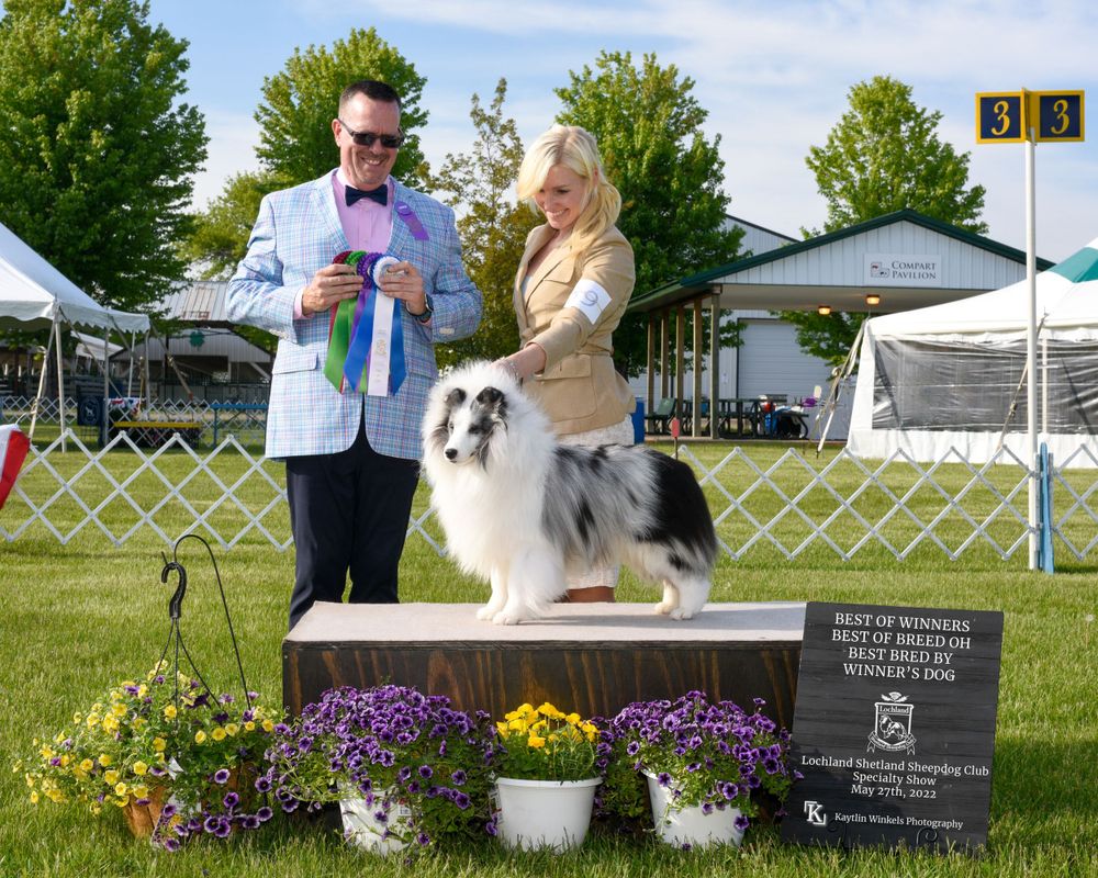 sheltie win photo