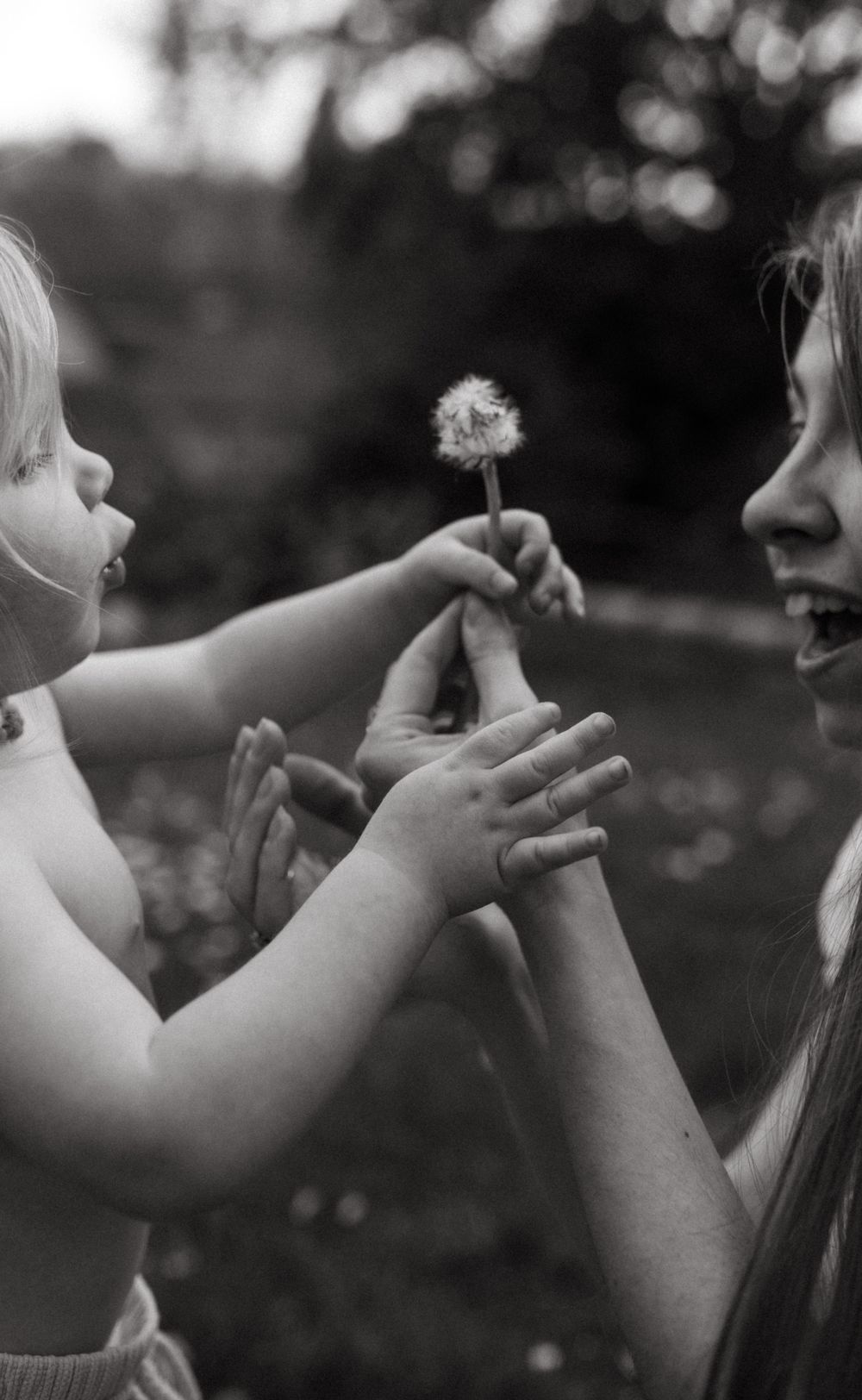 A touching black and white moment of sharing a delicate dandelion flower in nature.