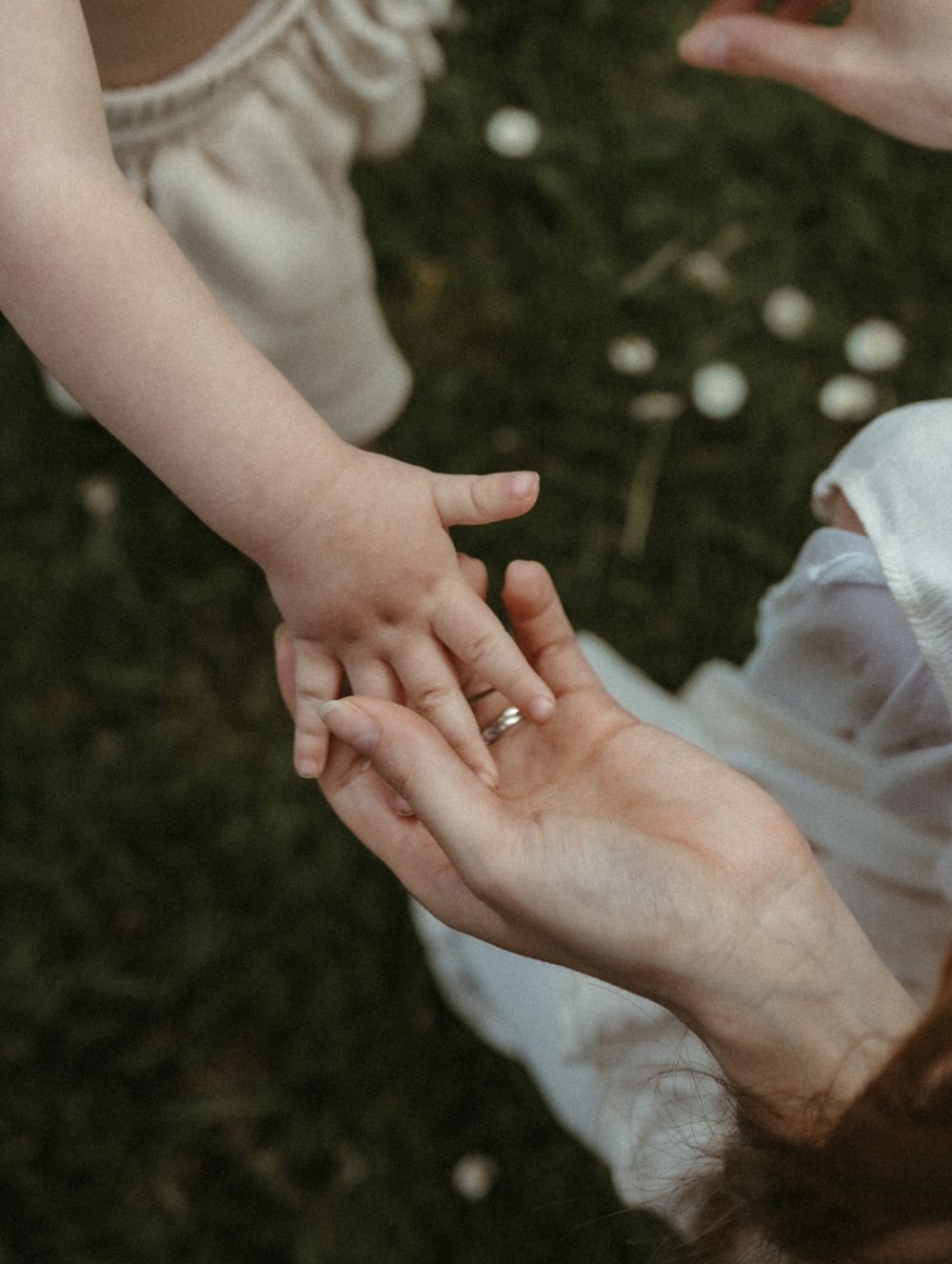 Close-up view of two hands tenderly touching among scattered white flowers on grass.