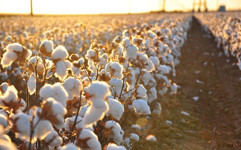 Cotton field at sunset with fluffy white cotton bolls glowing in golden evening light.
