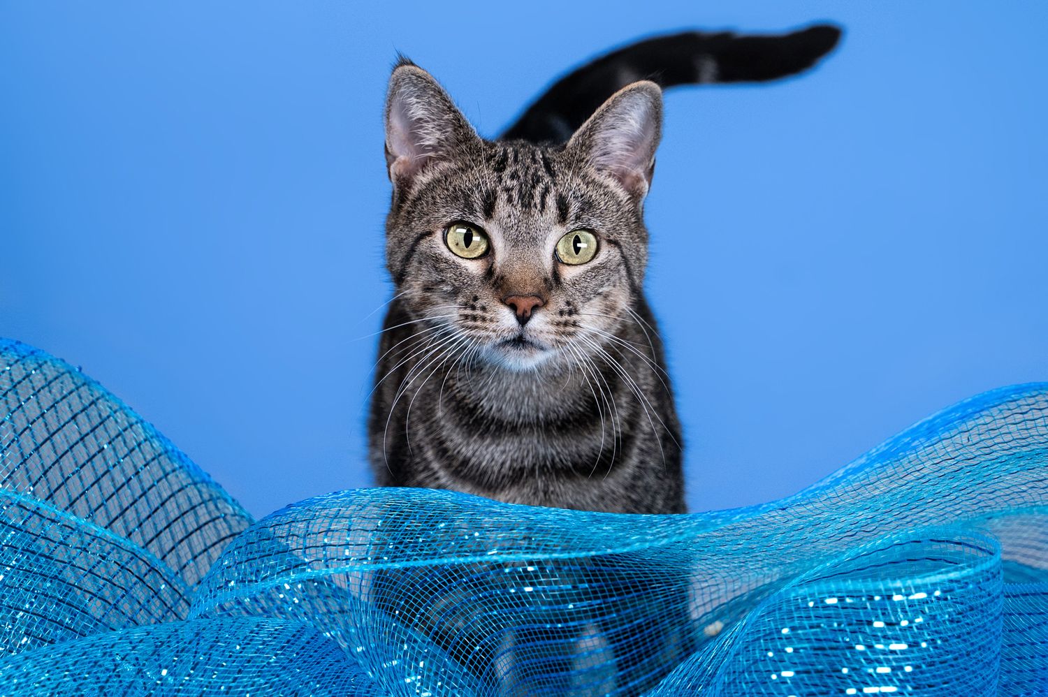 A tabby cat with striking green eyes posed with blue fabric against a bright blue background.