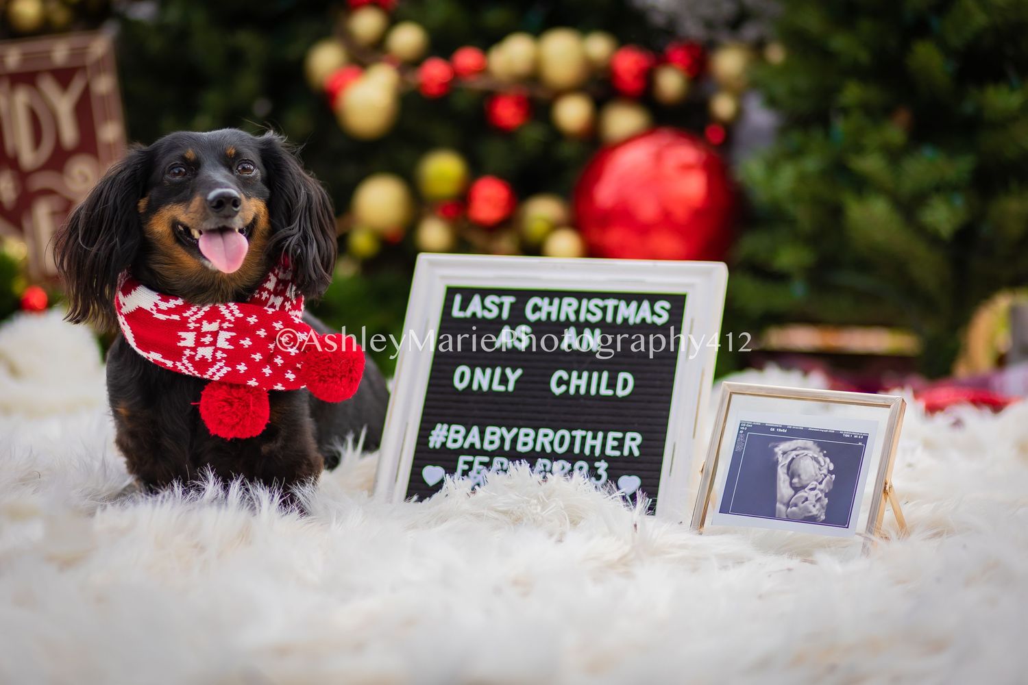 A black puppy dog wearing a red scarf sits next to ornaments and a special holiday announcement