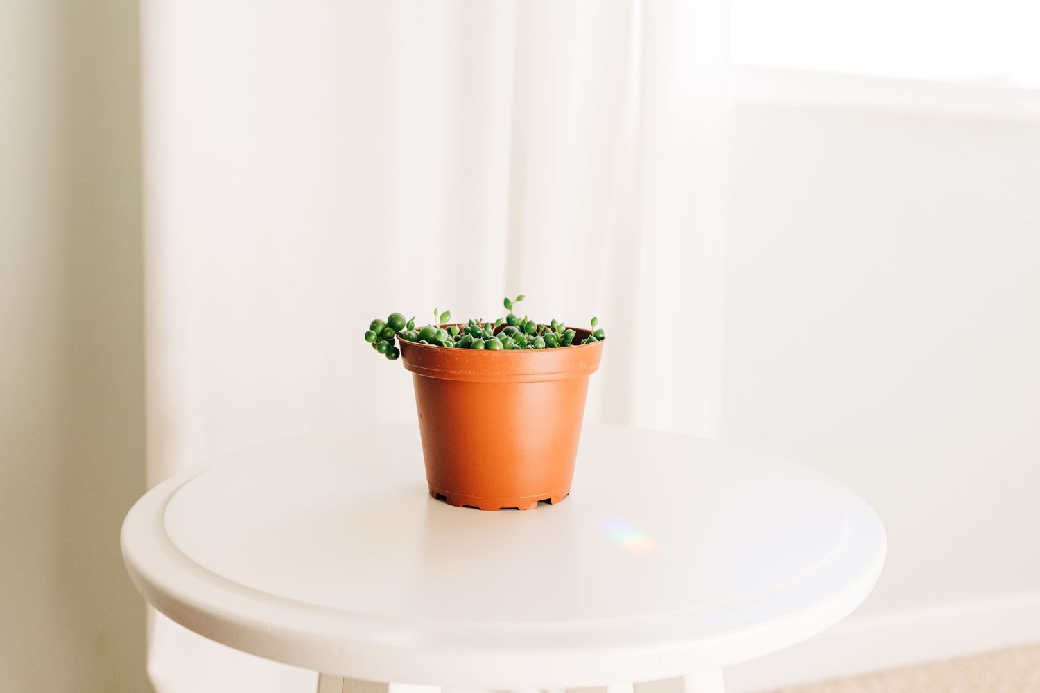 succulent sitting on white table with rainbow reflection