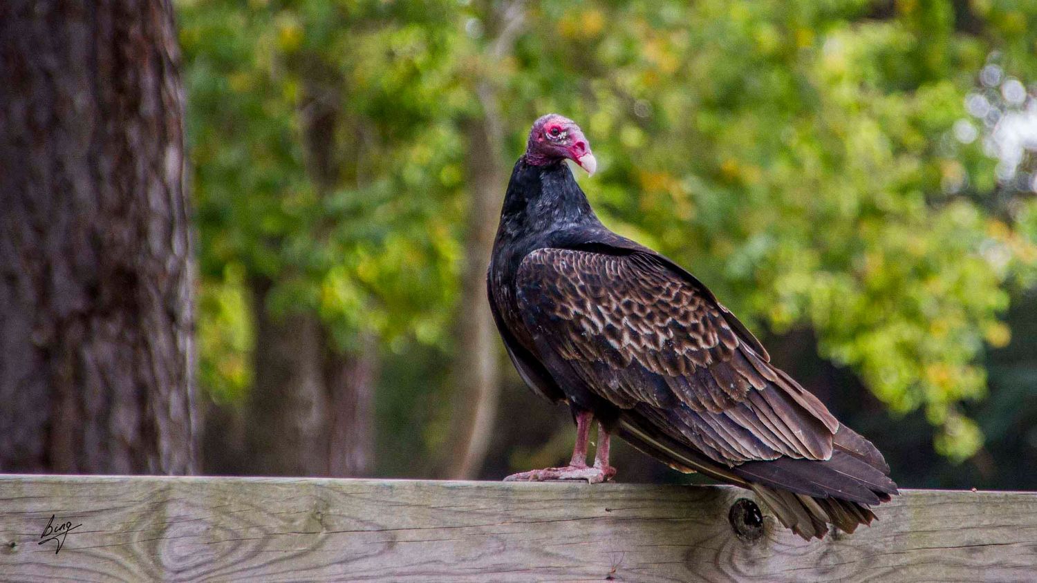 Turkey Vulture