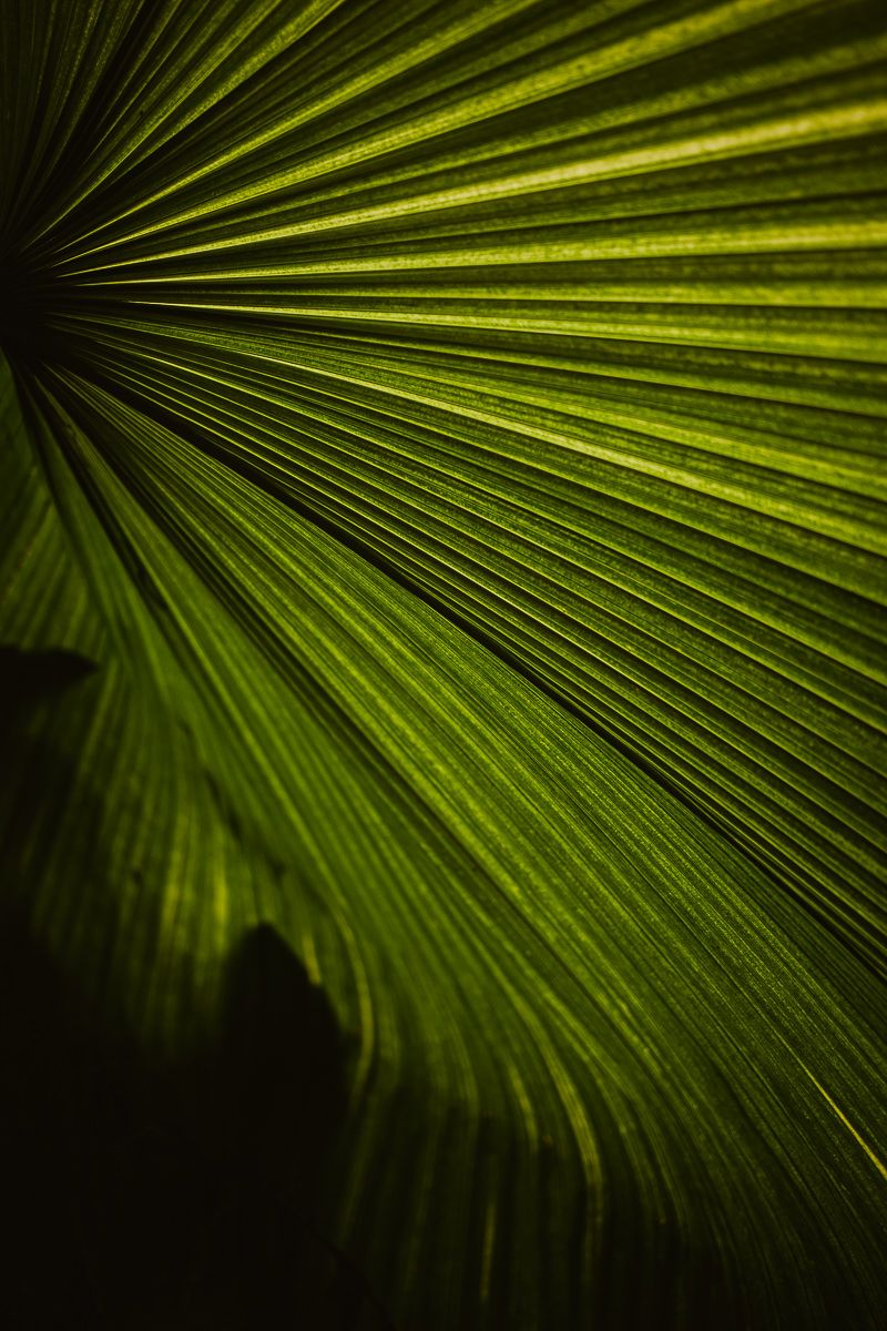 close up of a palm leaf