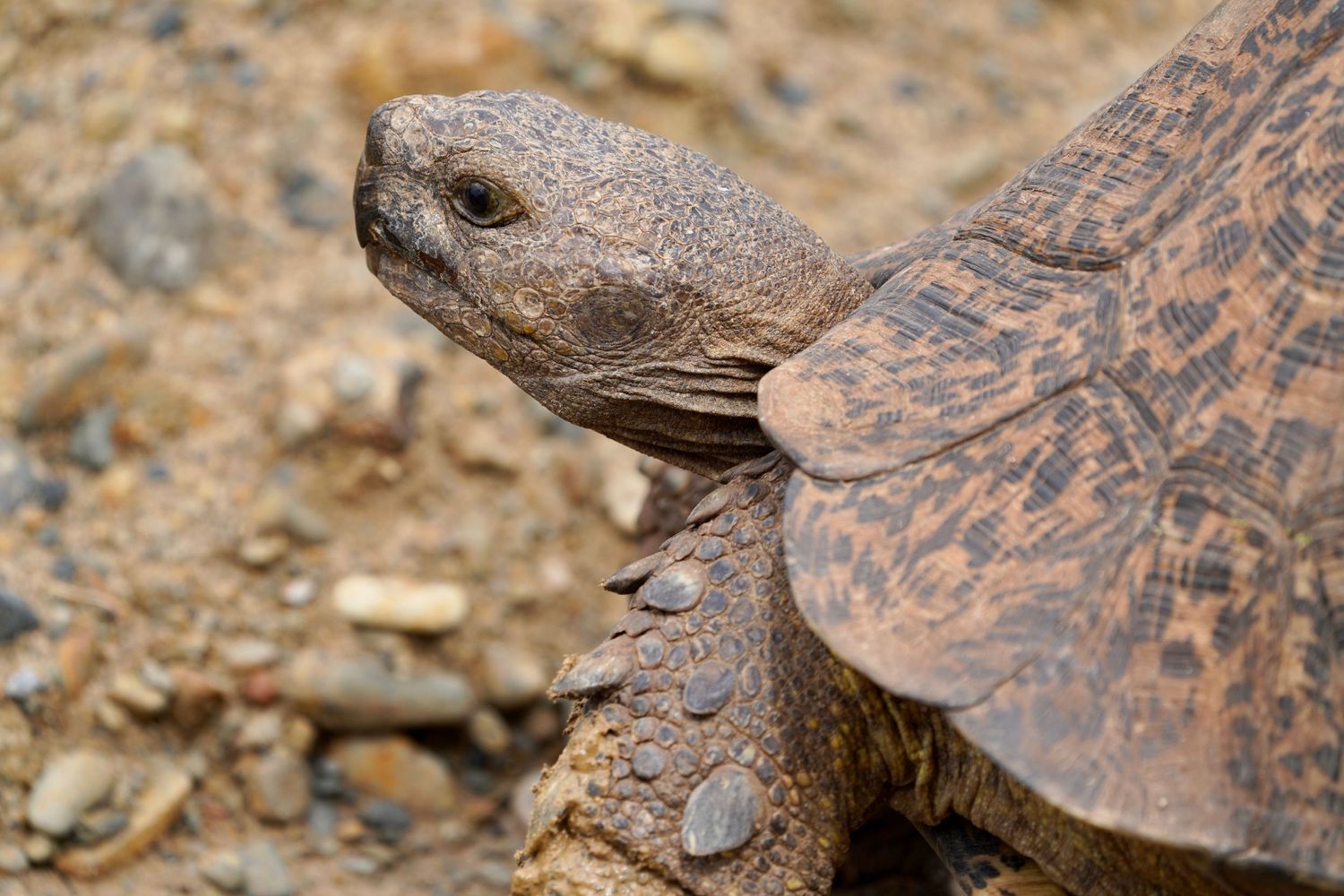 Close-up details of a tortoise shell pattern on rocky terrain.