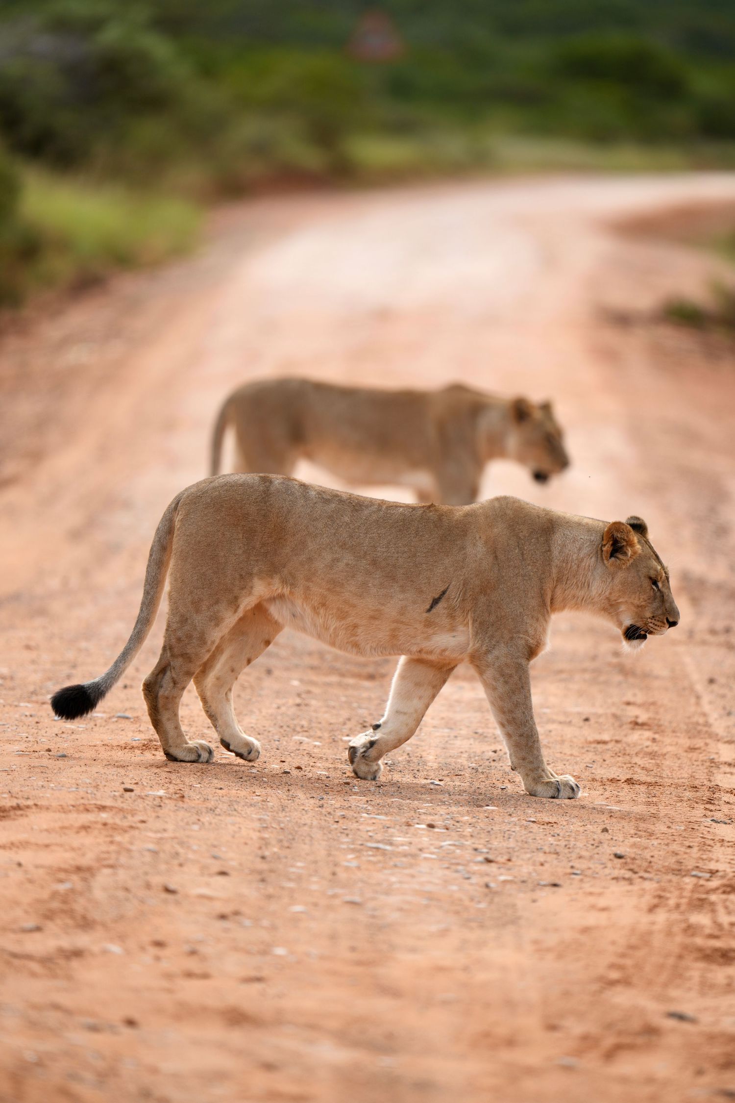 Lioness walking on dusty ground in sequence, carrying prey in her mouth.
