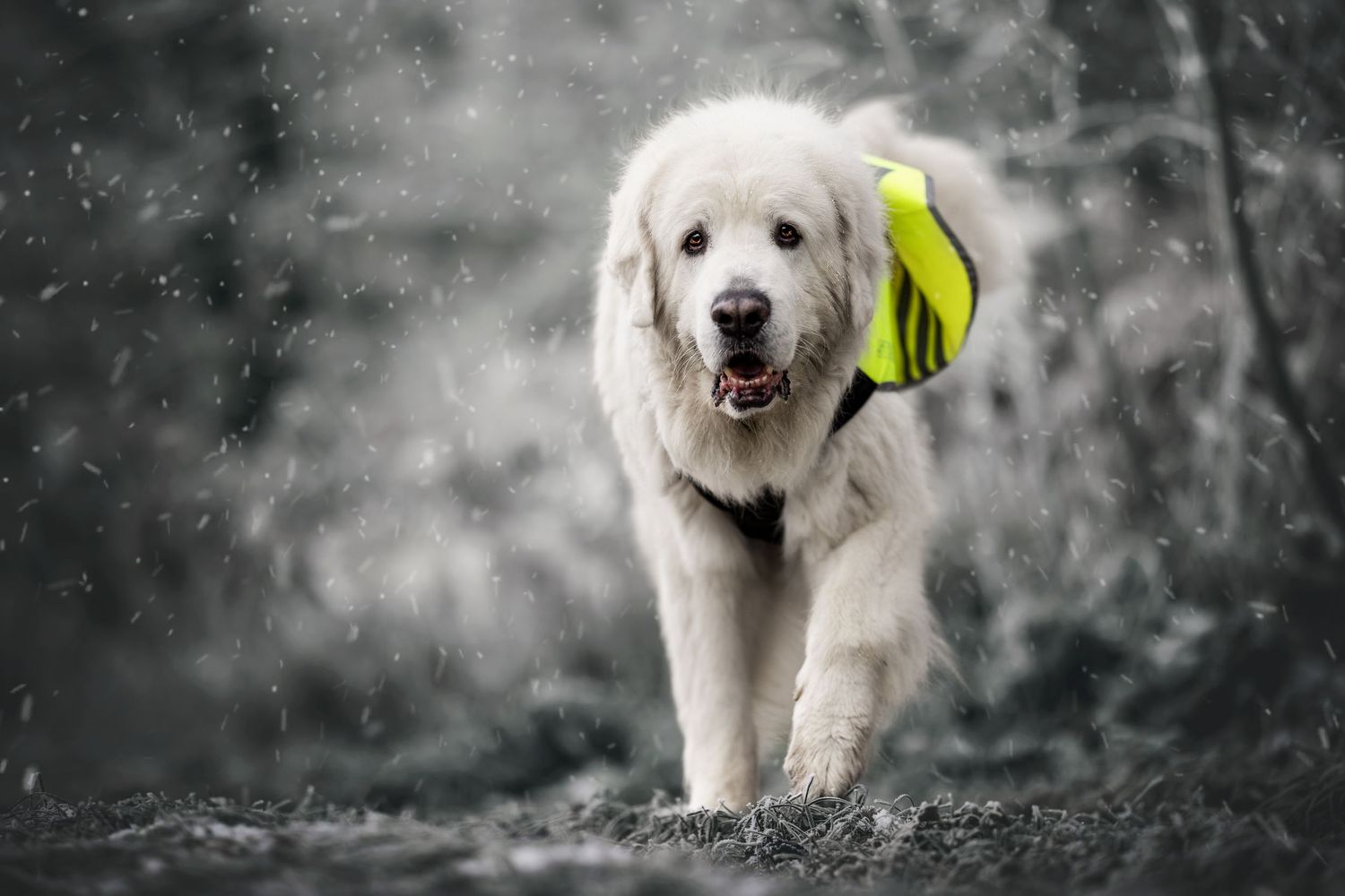 A white fluffy dog wearing a yellow safety vest walks through snowy conditions.