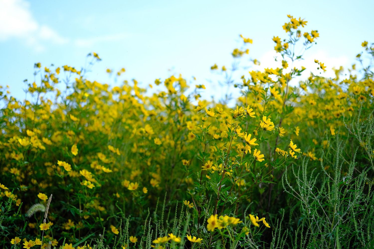 Yellow coneflowers