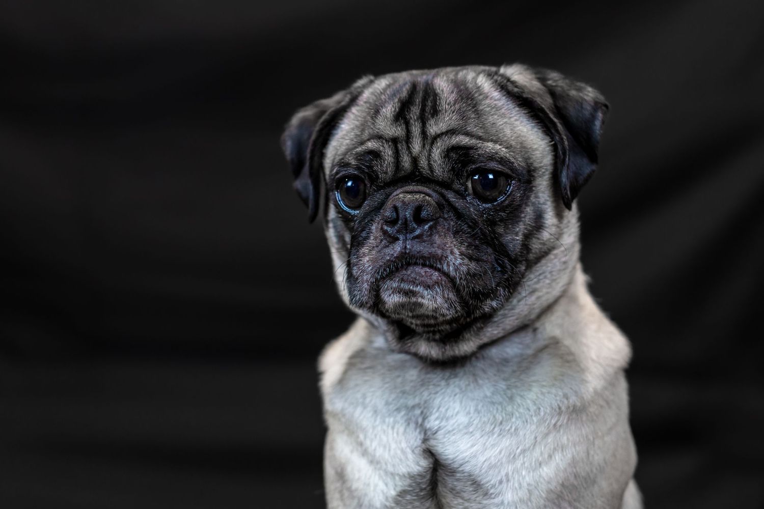 Fine Art Pet Photography - Couch, MO — Laura Simpson