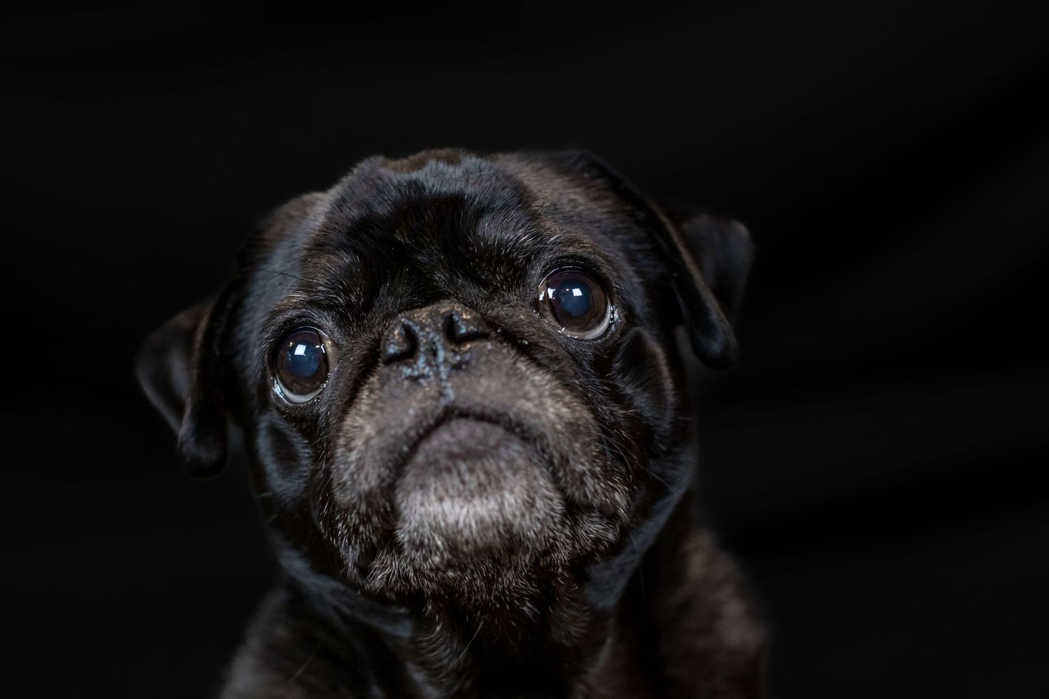 Fine Art Pet Photography in South Eastern Missouri - Laura Simpson