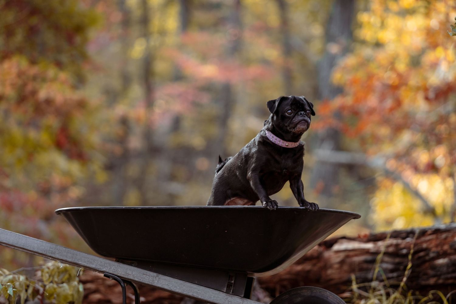 Pet portrait with natural Ozarks textures — Laura Simpson