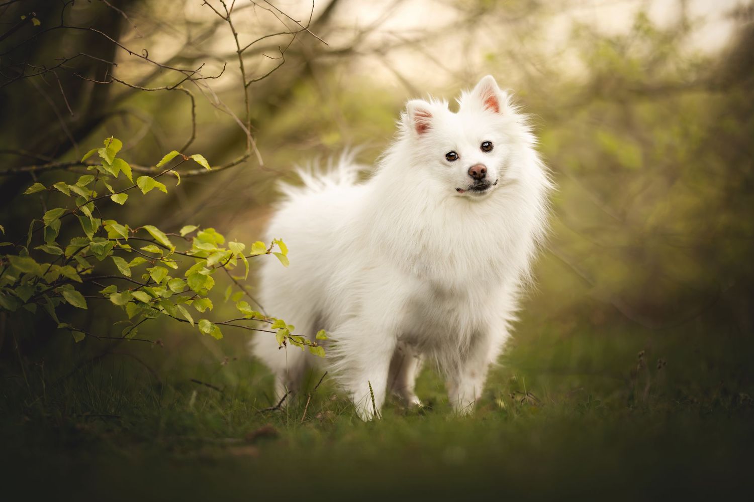 Fluffy white Japanese Spitz dog standing elegantly in a misty forest setting.