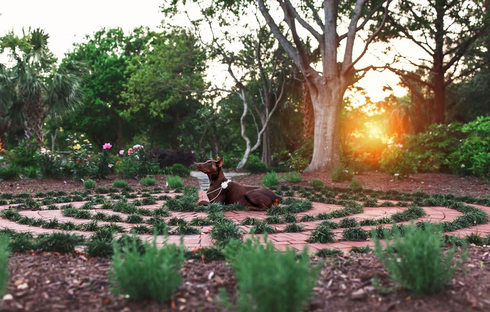 Dog resting in garden labyrinth with blooming flowers and dramatic sunset through trees.