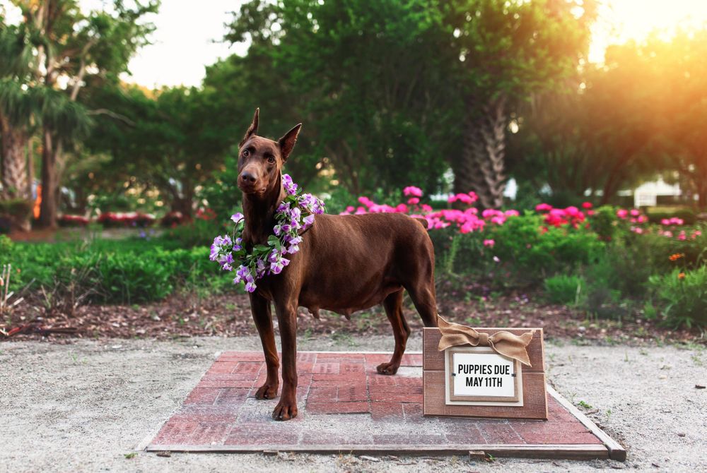 Brown doberman dog standing on brick path in garden with pink flowers at golden sunset.