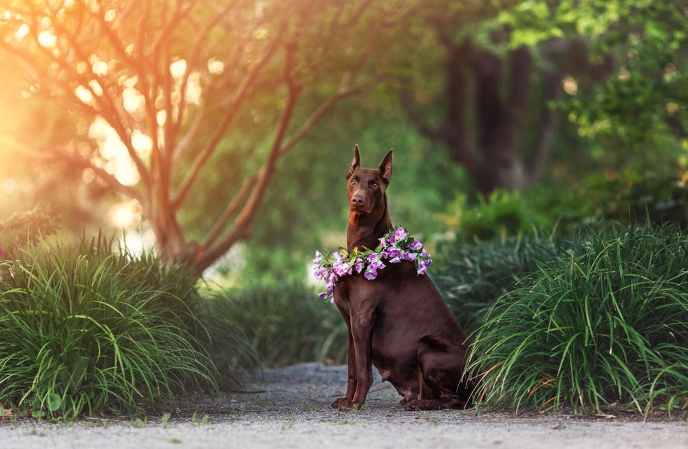 Brown doberman dog wearing purple flower collar sitting in sunlit garden.