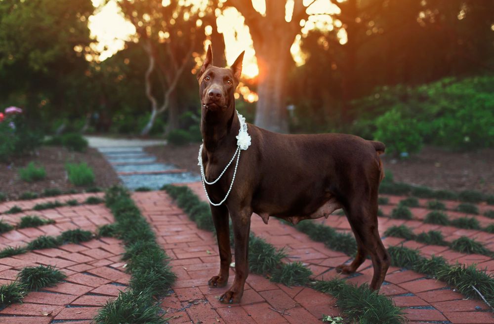 Silhouetted doberman standing on brick pathway at sunset with glowing backlight.