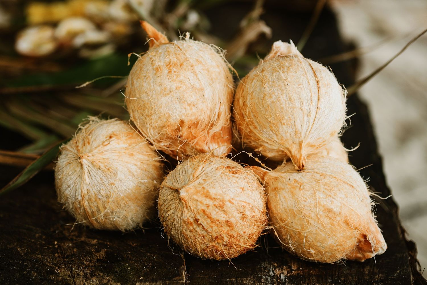 Fresh coconuts with fuzzy brown exterior arranged on dark surface.