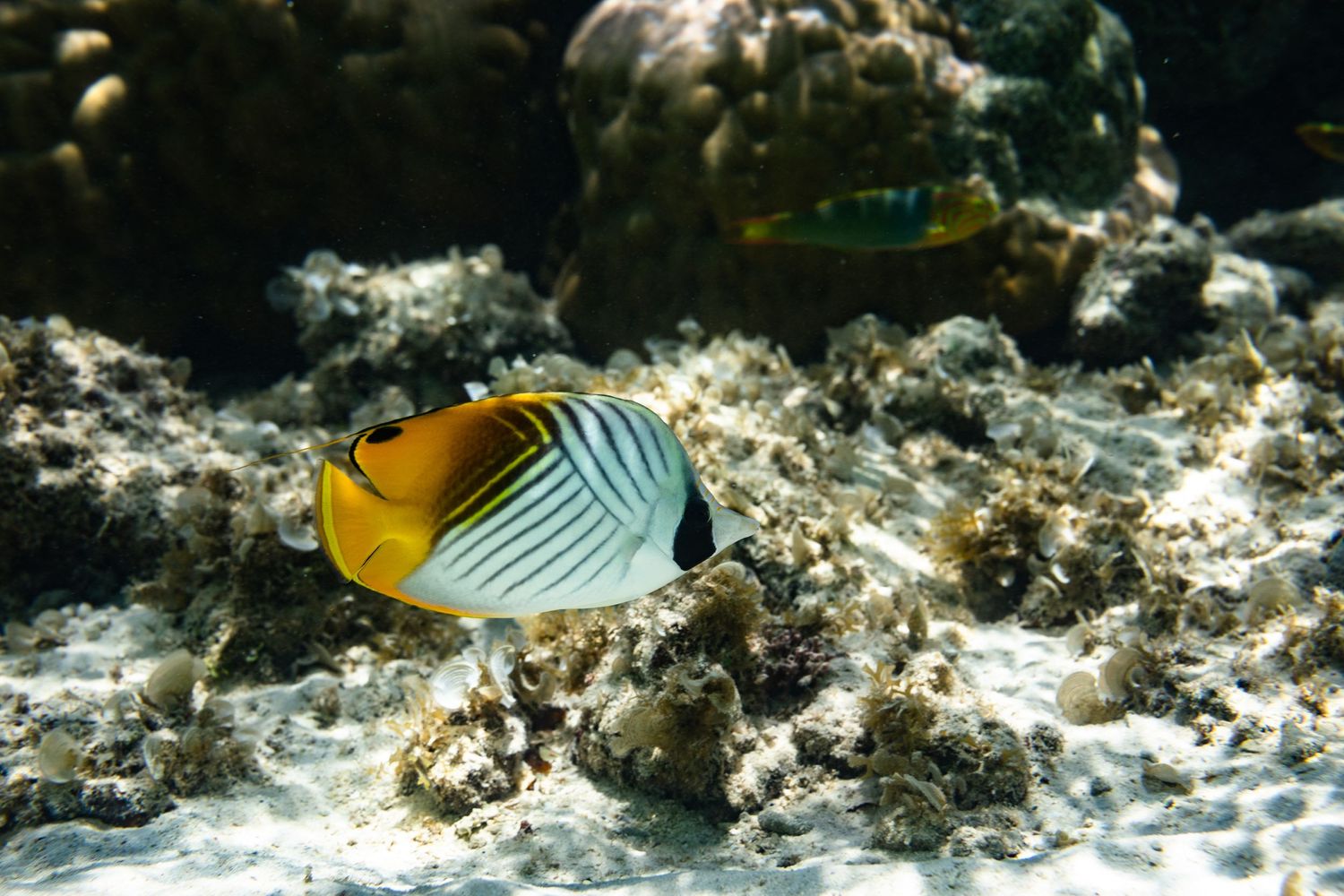 Threadfin butterflyfish swimming near coral reef in tropical waters.