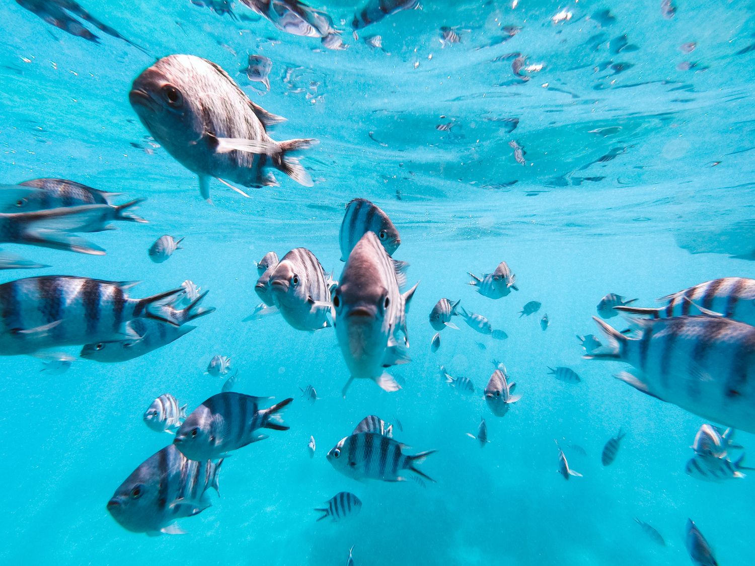 Colorful tropical fish swim in crystal clear turquoise waters near a coral reef.