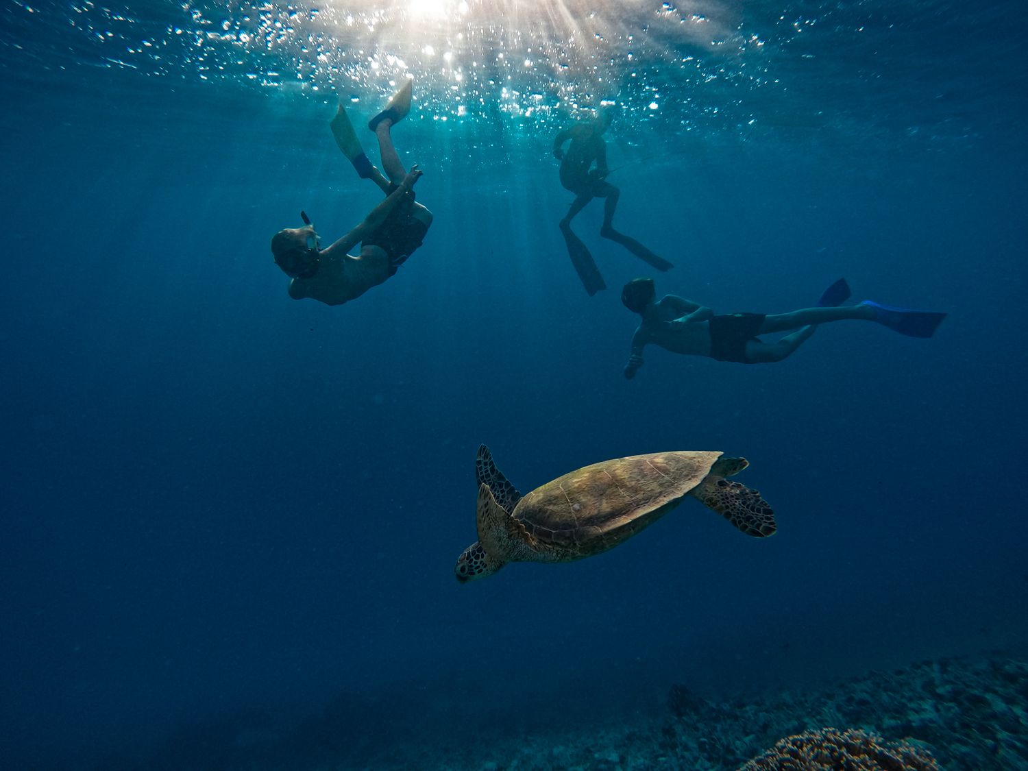 Swimmers and snorkelers observing sea turtle in deep blue ocean waters.