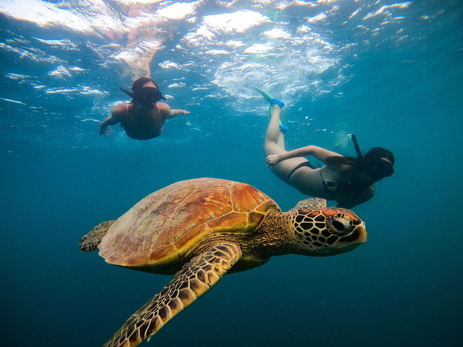 Snorkelers swim alongside majestic sea turtle in tropical blue waters.