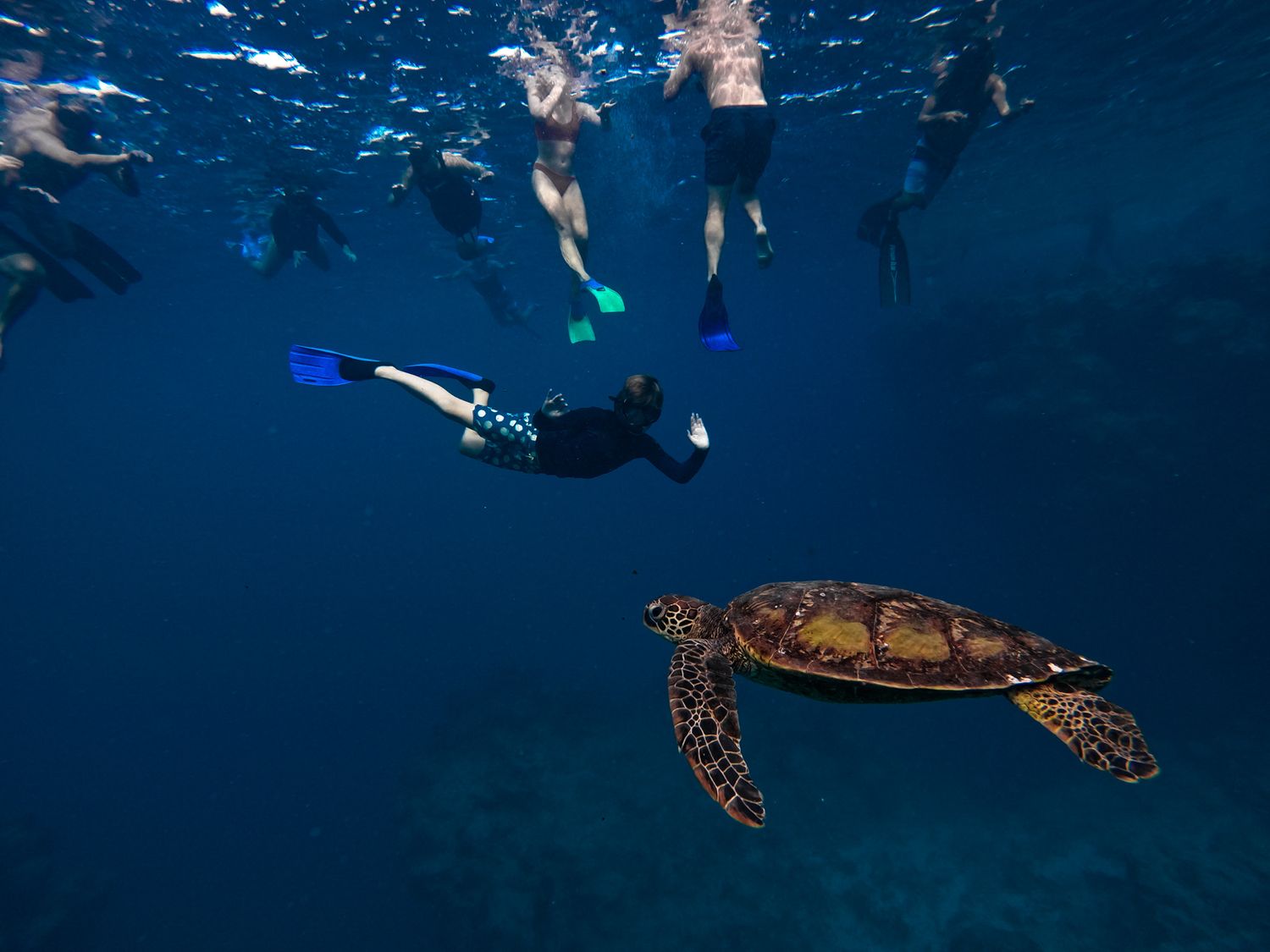 Sea turtle swimming underwater with snorkelers visible near the surface in tropical waters.