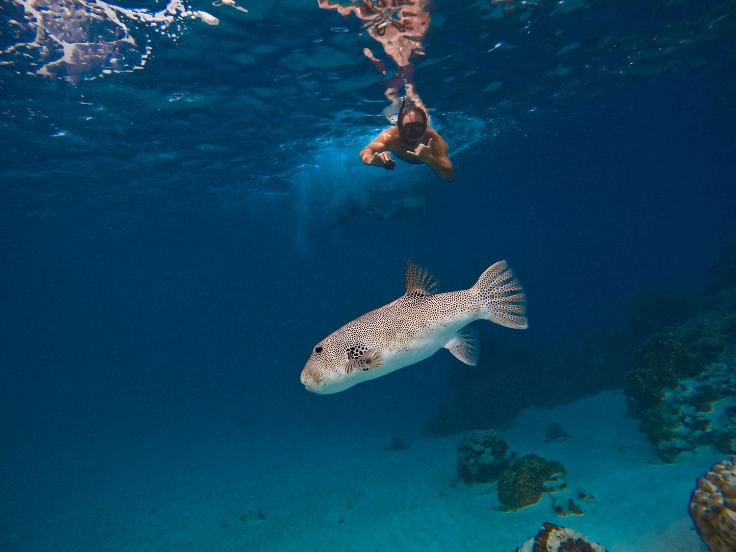 Pufferfish swimming in clear blue water near coral reef with snorkeler above.