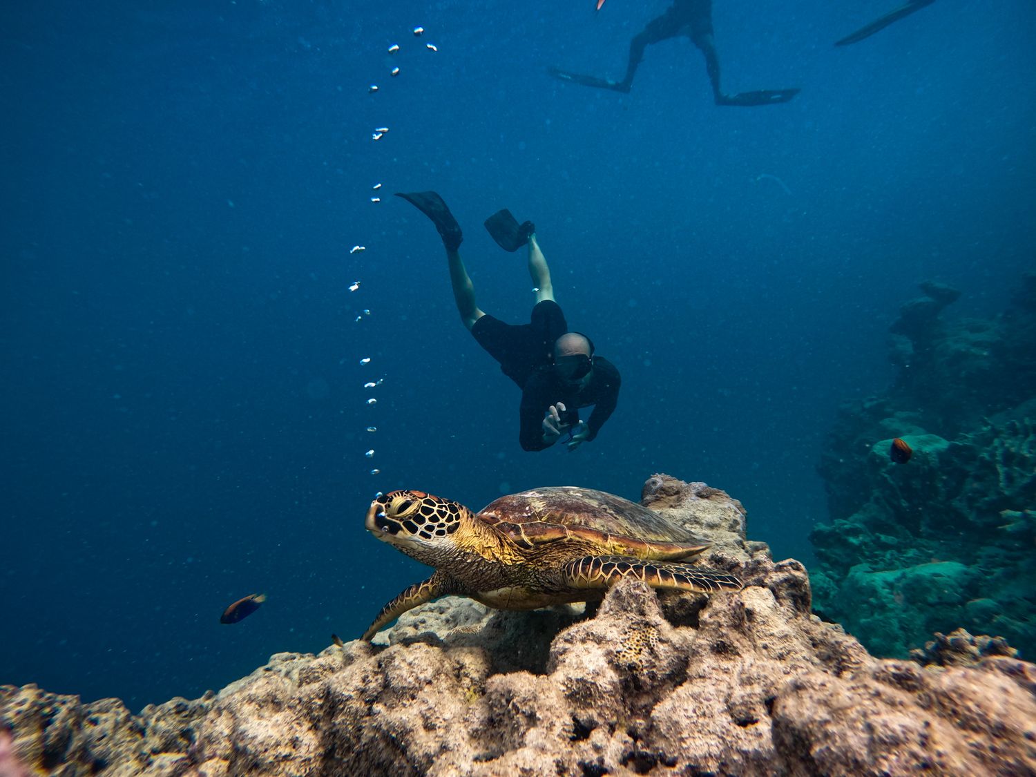 Sea turtle resting on coral reef with scuba diver descending in background.