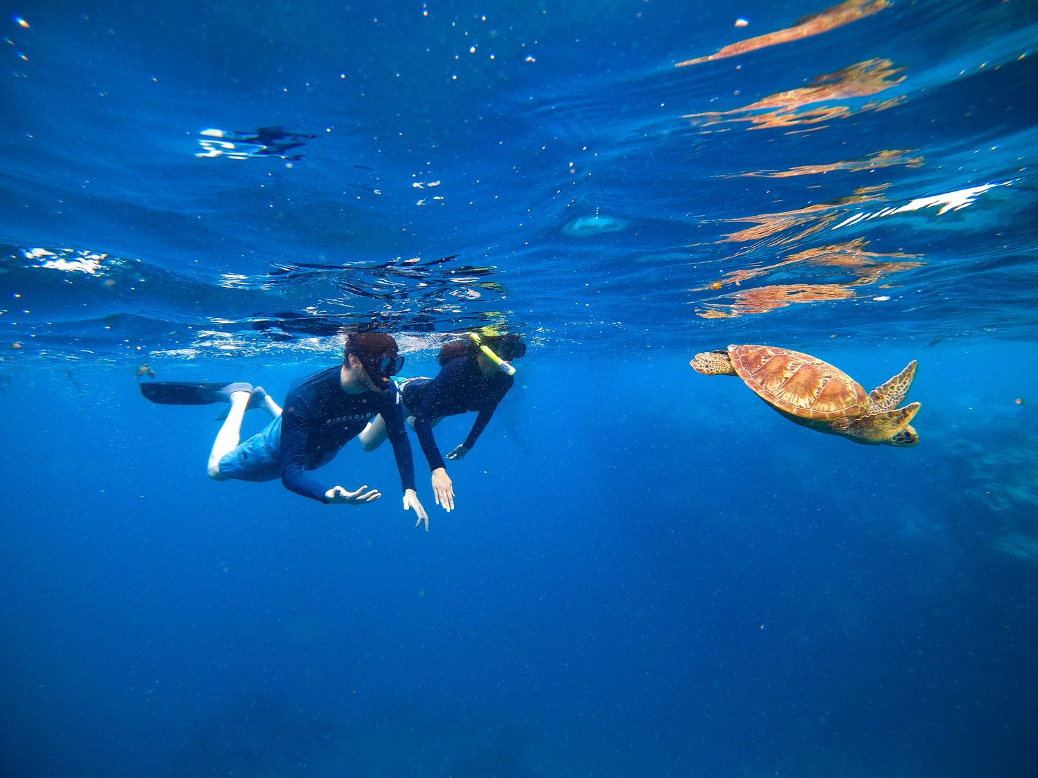 Two snorkelers observe sea turtle swimming in deep blue ocean waters.