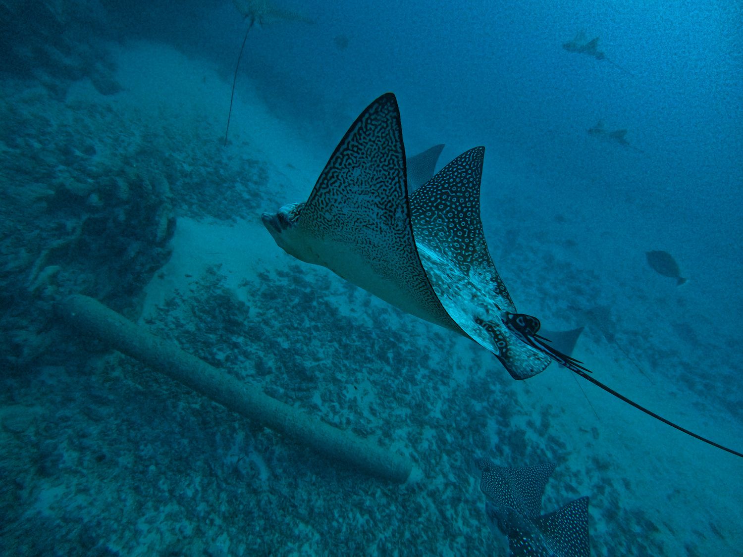 Spotted eagle ray gliding through deep blue waters above coral reef.